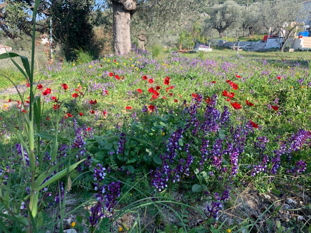 Willa Olive Hill Private House Poros Town Zewnętrze zdjęcie